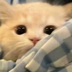 sixweek的头像-方块星球 - 我的世界论坛